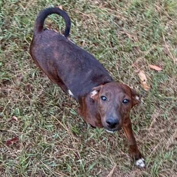 Angie -  Mixed Breed Dog for Adoption in Northwood, New Hampshire - Angie | PetCurious