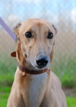 Gideon -  Greyhound Dog for Adoption in Livonia, Michigan - Gideon | PetCurious