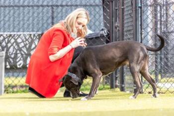 Marco FKA Zinc -  Mixed Breed Dog for Adoption in West Chester, Pennsylvania - Marco FKA Zinc | PetCurious