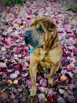 Shar Pei Dogs Available for Adoption in Lake Forest, California - Brownie | PetCurious