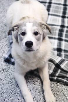 Rescue Australian Shepherd Dogs for Adoption in Manchester, New Hampshire - Hermione In NH! Come Meet Our Adoptable Dogs Wednesday-Saturday. | PetCurious