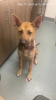 Rescue German Shepherd Dog Dogs for Adoption in Baytown, Texas - EMILY | PetCurious