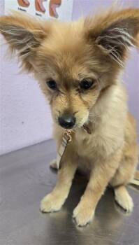 61377810 -  Mixed Breed Dog for Adoption in El Paso, Texas - 61377810 | PetCurious