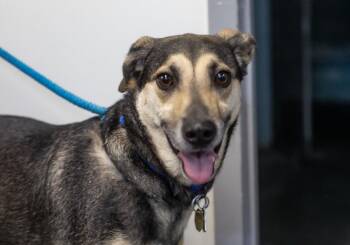 Labrador Retriever and Shepherd Dogs Available for Adoption in Mountain Home, Arkansas - Negan (Boston) | PetCurious