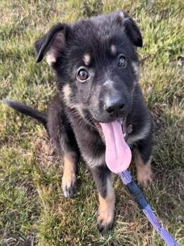 BOBINSKI -  German Shepherd Dog and Great Pyrenees Dog for Adoption in Fort Wayne, Indiana - BOBINSKI | PetCurious