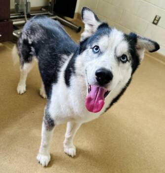 ZEUS -  Siberian Husky Dog for Adoption in Derwood, Maryland - ZEUS | PetCurious