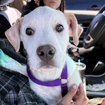 Terrier and Labrador Retriever Dogs Available for Adoption in Asher, Oklahoma - Opal | PetCurious