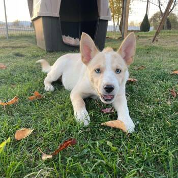 Husky and Labrador Retriever Dogs Available for Adoption in Tacoma, Washington - Dottie | PetCurious