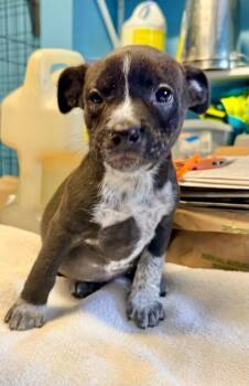 Beth -  Mixed Breed Dog for Adoption in St. Augustine, Florida - Beth | PetCurious