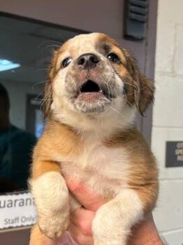 Hedgehog -  American Bulldog and Black Mouth Cur Dog for Adoption in Nacogdoches, Texas - Hedgehog | PetCurious