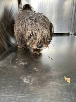 Rescue Maltese and Mixed Breed Dogs for Adoption in Fort Worth, Texas - 59818652 | PetCurious