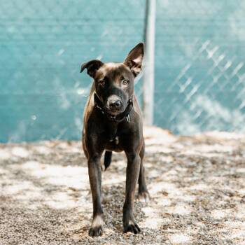 Miranda -  Pit Bull Terrier and Shepherd Dog for Adoption in Duncan, Oklahoma - Miranda | PetCurious