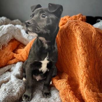 Mixed Breed Dogs Available for Adoption - Black Jack | PetCurious