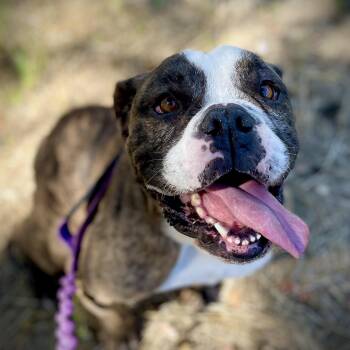 Guido -  American Bulldog Dog for Adoption in San Andreas, California - Guido | PetCurious