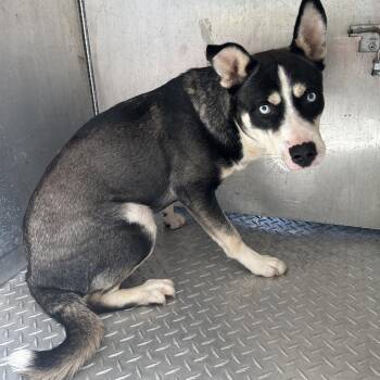 Elwood -  Husky and Pit Bull Terrier Dog for Adoption in Greensboro, North Carolina - Elwood | PetCurious