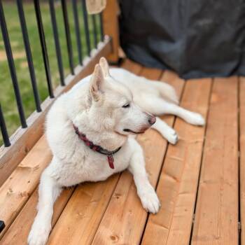 Rescue Husky and Samoyed Dogs for Adoption in Williamsburg, Ontario - Ghost | PetCurious