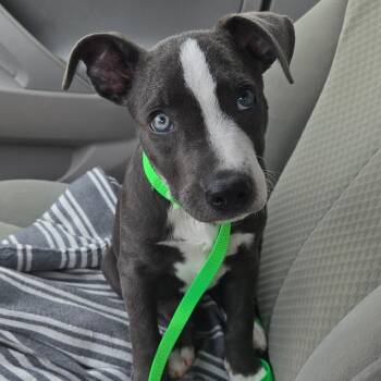 Baby Beluga -  Pit Bull Terrier and Mixed Breed Dog for Adoption in Fayetteville, Arkansas - Baby Beluga | PetCurious
