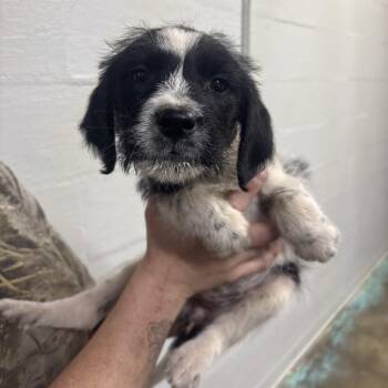 Labrador Retriever and Mixed Breed Dogs Available for Adoption in Clanton, Alabama - Emily | PetCurious