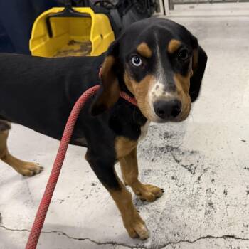 Elvis - Hound -  Hound Dog for Adoption in Muldrow, Oklahoma - Elvis - Hound | PetCurious