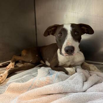 Eileen -  Pit Bull Terrier Dog for Adoption in Edinburg, Texas - Eileen | PetCurious