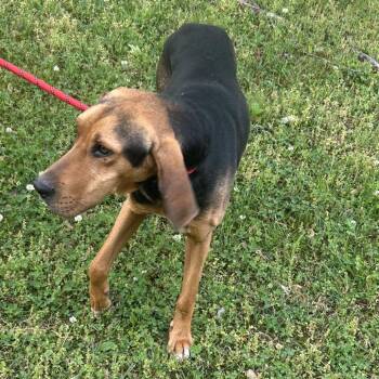 Black And Tan Coonhound Dogs Available for Adoption in Chattanooga, Tennessee - Cisco | PetCurious