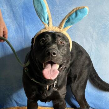 Black Labrador Retriever and Mixed Breed Dogs Available for Adoption in Tanner, Alabama - Tennessee | PetCurious