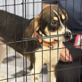 Rescue Beagle Dogs for Adoption in Fairfax, Virginia - Alexander G | PetCurious