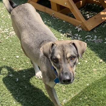 Hilux -  Mixed Breed Dog for Adoption in Patchogue, New York - Hilux | PetCurious