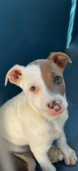 Mixed Breed Dogs Available for Adoption in Ellijay, Georgia - Daphanie | PetCurious