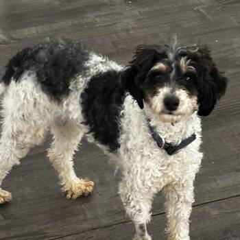 Miniature Poodle Dogs Available for Adoption - Collins | PetCurious