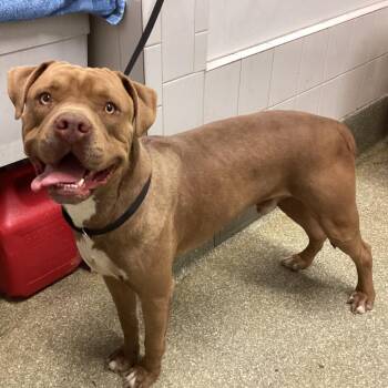 ROCKY -  Pit Bull Terrier Dog for Adoption in San Gabriel, California - ROCKY | PetCurious