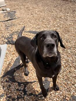 Black Labrador Retriever and Great Dane Dogs Available for Adoption - Kobie | PetCurious