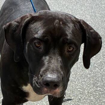 King -  Terrier and Labrador Retriever Dog for Adoption in Bronson, Florida - King | PetCurious
