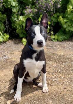 Border Collie Dogs Available for Adoption in Jamestown, California - Cruise | PetCurious