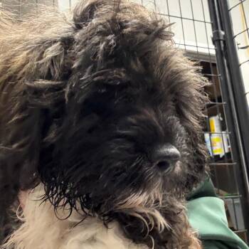 Wayne -  Lhasa Apso and Miniature Poodle Dog for Adoption in Normal, Illinois - Wayne | PetCurious