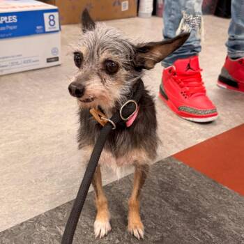 Myra -  Mixed Breed Dog for Adoption in Philadelphia, Pennsylvania - Myra | PetCurious