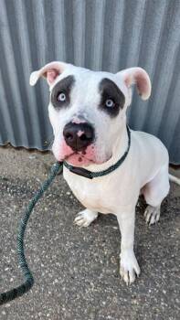 OBI WAN -  Pit Bull Terrier and Mixed Breed Dog for Adoption in Albuquerque, New Mexico - OBI WAN | PetCurious