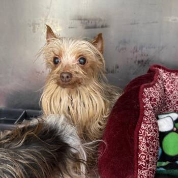 Yorkshire Terrier Dogs Available for Adoption - Cricket | PetCurious