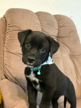 Labrador Retriever Dogs Available for Adoption in Shawnee, Oklahoma - Poncho | PetCurious