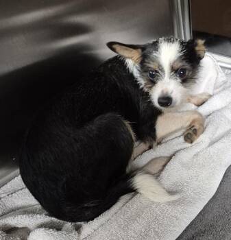 Pen 217 -  Rat Terrier Dog for Adoption in Lawrenceville, Georgia - Pen 217 | PetCurious