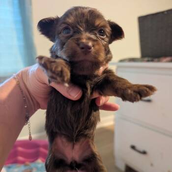 Lela -  Shih Tzu Dog for Adoption in Hollister, Florida - Lela | PetCurious