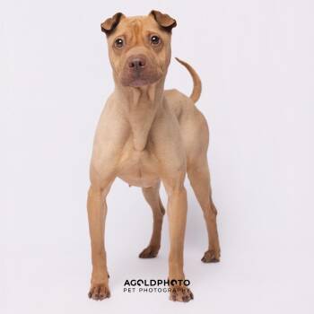 Shar Pei and Mixed Breed Dogs Available for Adoption - Carley | PetCurious