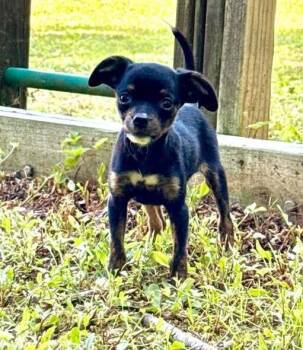 Octavia -  Mixed Breed Dog for Adoption in Milton, Delaware - Octavia | PetCurious
