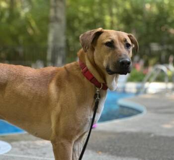 Rescue Mixed Breed Dogs for Adoption in Mount Royal, Quebec - Kodi | PetCurious