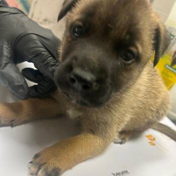 Kuzco -  German Shepherd Dog Dog for Adoption in Lufkin, Texas - Kuzco | PetCurious