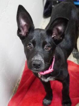 Mixed Breed Dogs Available for Adoption - GiGi | PetCurious