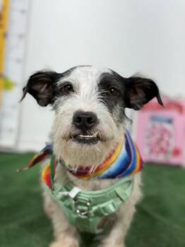 Marshmallow-One of our Amazing Rescue Dogs -  Border Terrier and Schnauzer Dog for Adoption in Carlsbad, California - Marshmallow-One Of Our Amazing Rescue Dogs | PetCurious