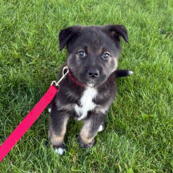 Rocky -  Mixed Breed Dog for Adoption in Clavet, Saskatchewan - Rocky | PetCurious