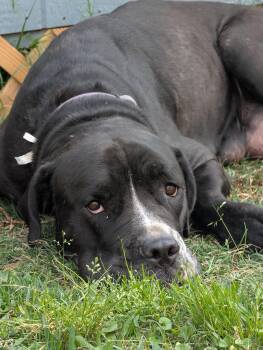 Cane Corso Dogs Available for Adoption in Baton Rouge, Louisiana - Jojo | PetCurious