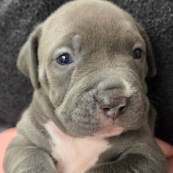 Terrier Dogs Available for Adoption in St. Louis, Missouri - Forever | PetCurious